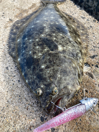 ヒラメの釣果