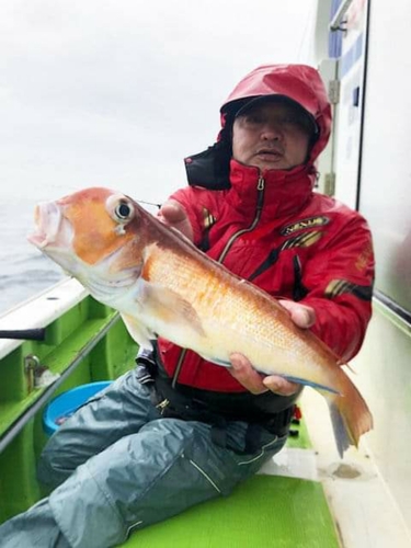 アマダイの釣果