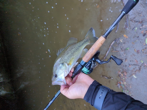 ラージマウスバスの釣果