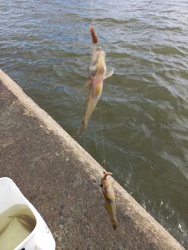 マハゼの釣果
