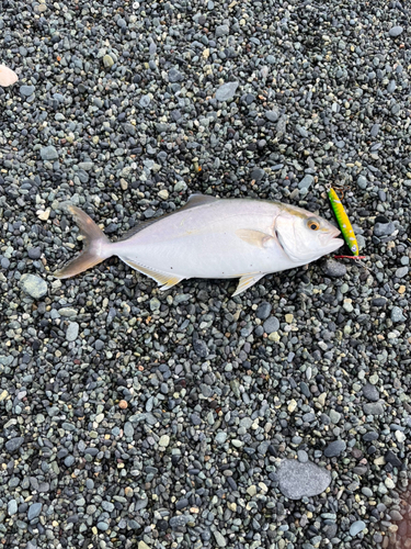 ショゴの釣果