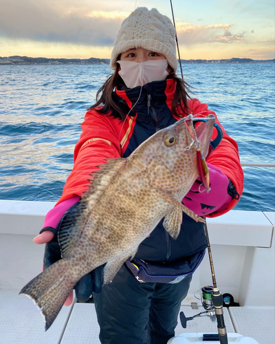 オオモンハタの釣果