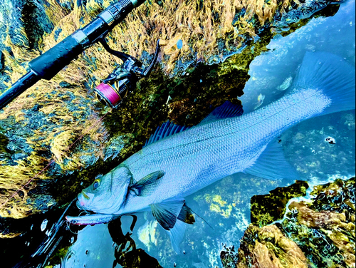 ヒラスズキの釣果