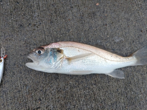 イシモチの釣果