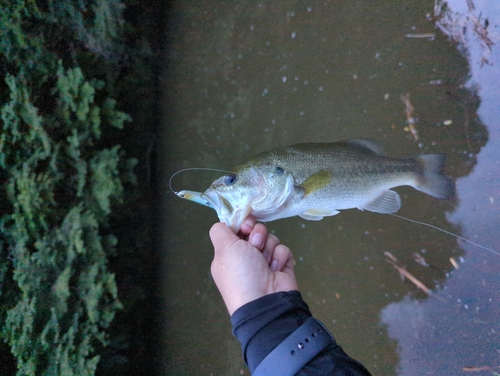 ラージマウスバスの釣果