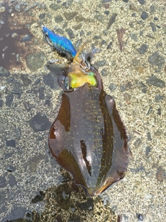 アオリイカの釣果