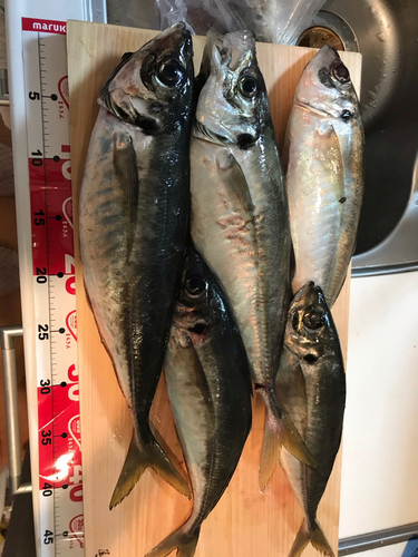 アジの釣果