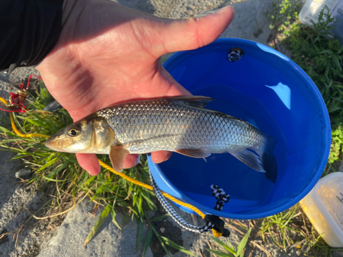 ニゴイの釣果