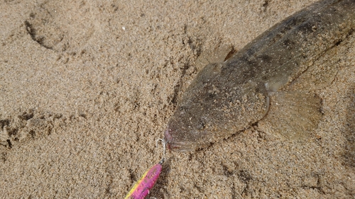 マゴチの釣果