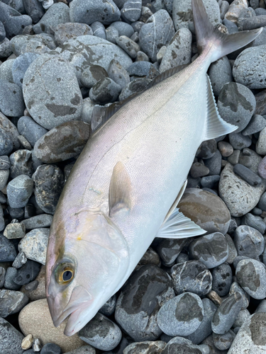 ショゴの釣果