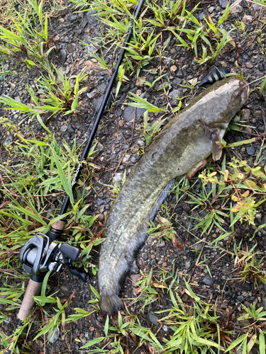 ナマズの釣果