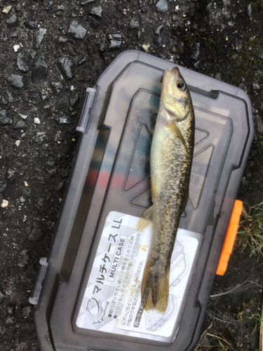 タカハヤの釣果