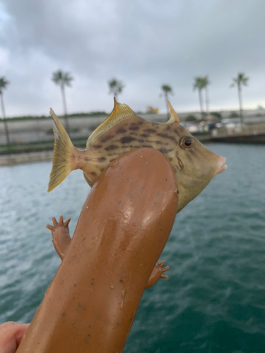 カワハギの釣果