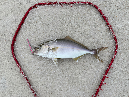 シオの釣果