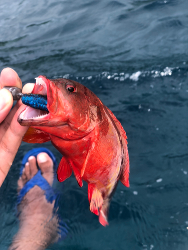 ニジハタの釣果