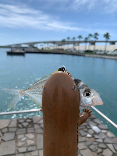 ヒイラギの釣果