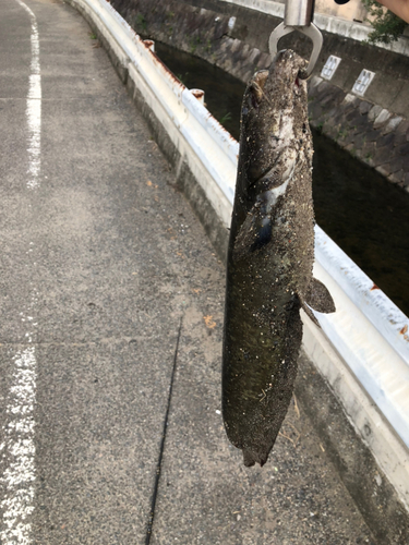 ニホンナマズの釣果