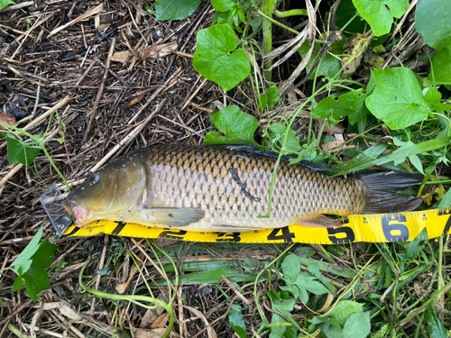 コイの釣果