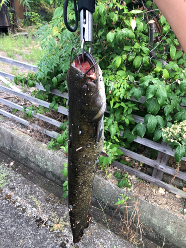 ニホンナマズの釣果