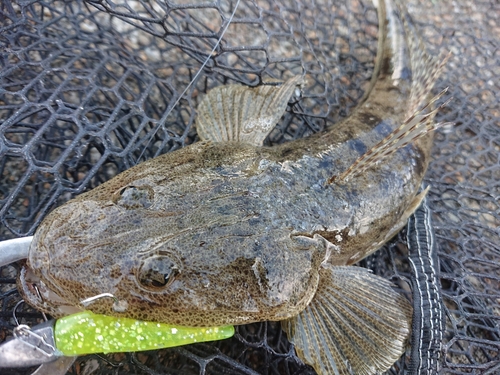 コチの釣果