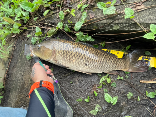 コイの釣果