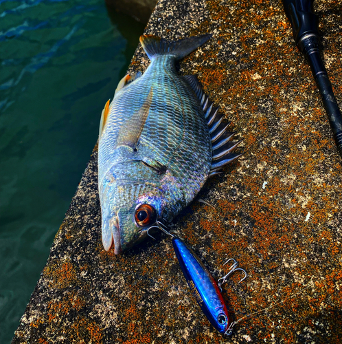 チヌの釣果