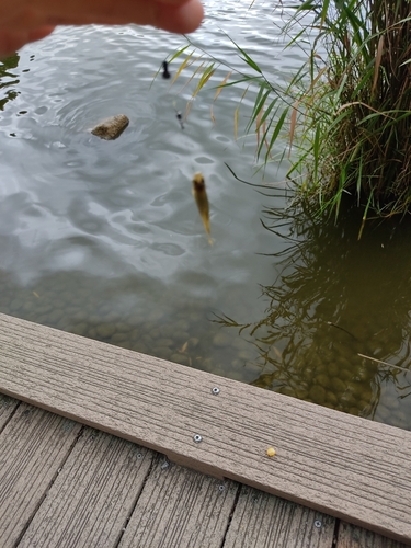 クチボソの釣果