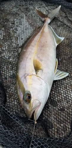 ネリゴの釣果