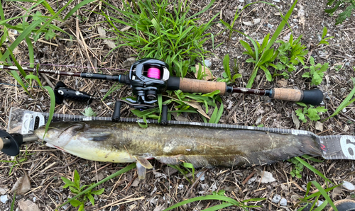 ナマズの釣果