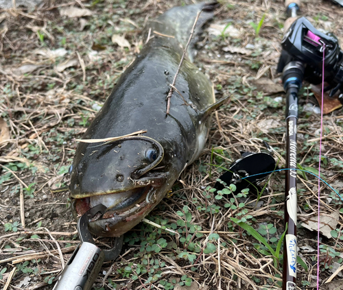 ナマズの釣果