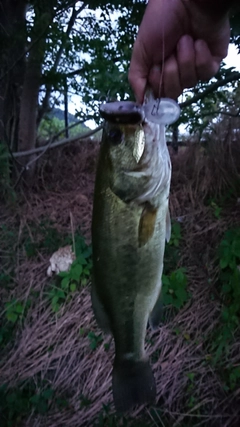 ブラックバスの釣果