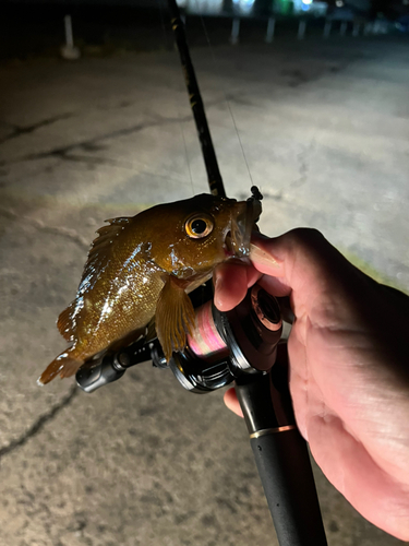 エゾメバルの釣果