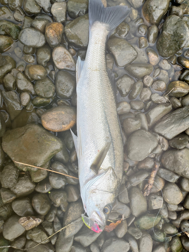 スズキの釣果