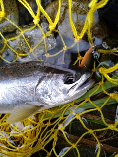 アマゴの釣果