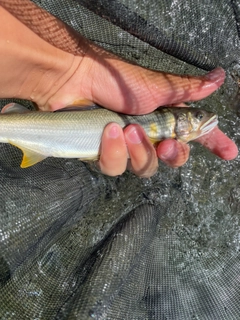 アユの釣果