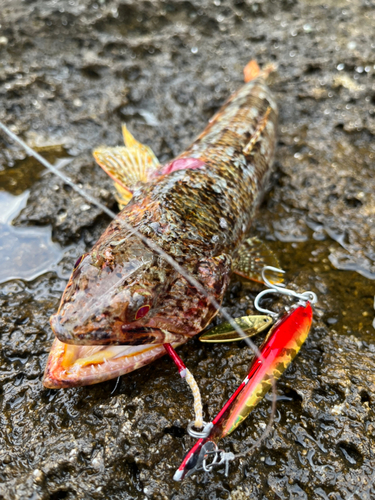 アカエソの釣果