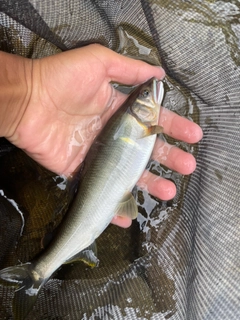 アユの釣果