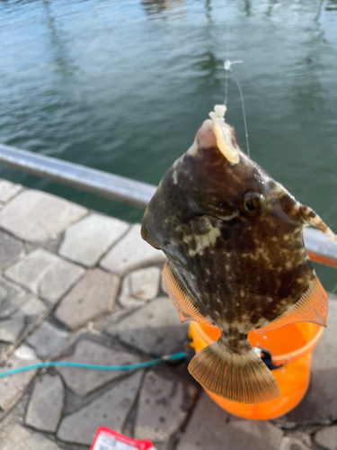 ハゼの釣果