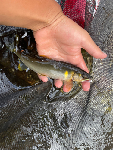 アユの釣果