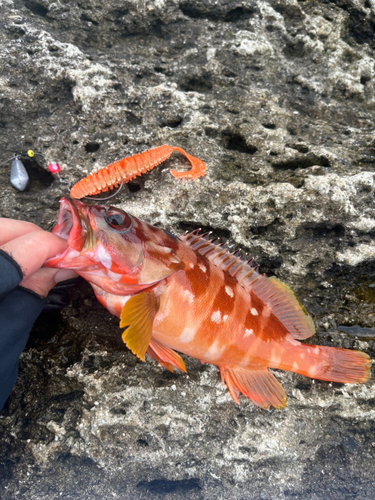 アカハタの釣果