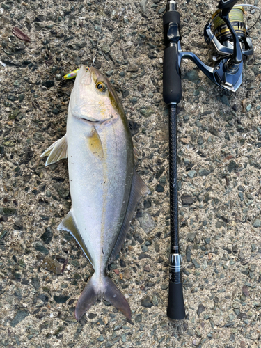 ショゴの釣果