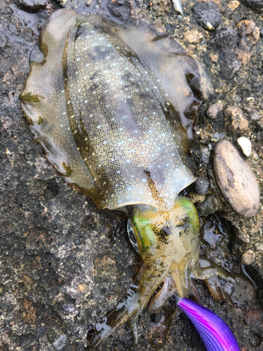 アオリイカの釣果