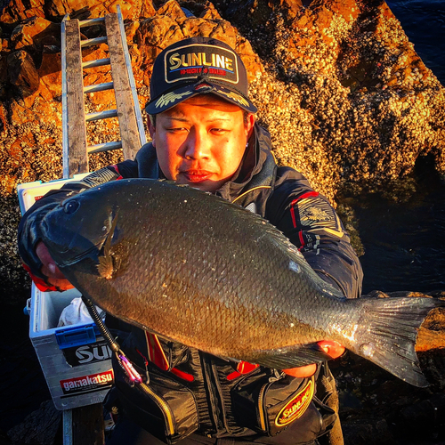 クチブトグレの釣果