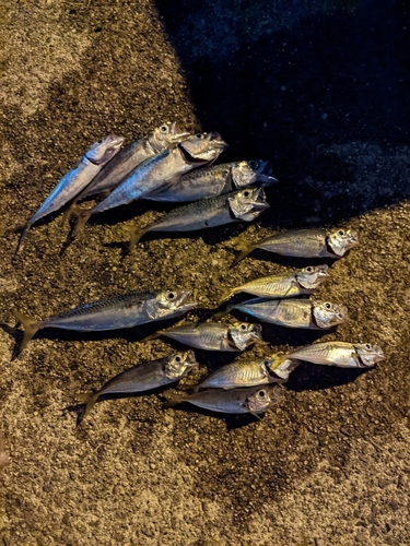 アジの釣果