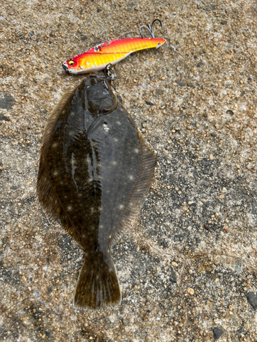 ソゲの釣果