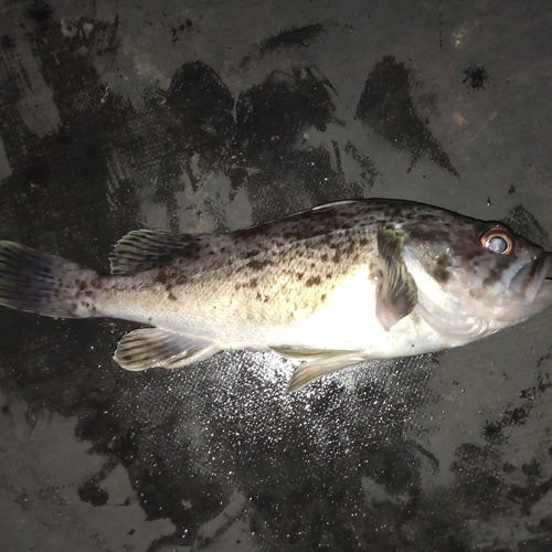 クロソイの釣果