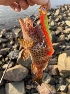 オオモンハタの釣果