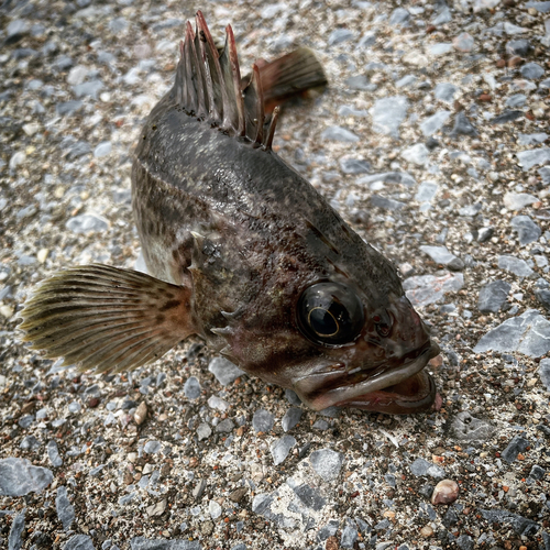 クロソイの釣果