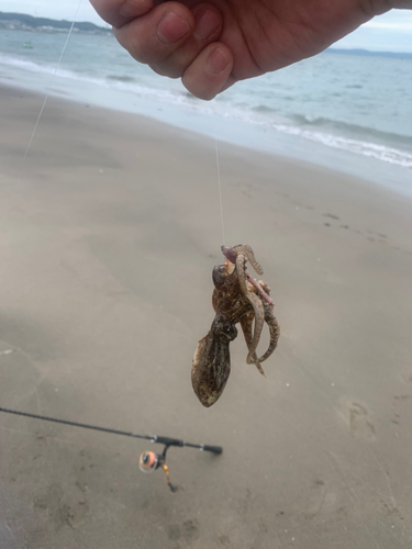 イイダコの釣果