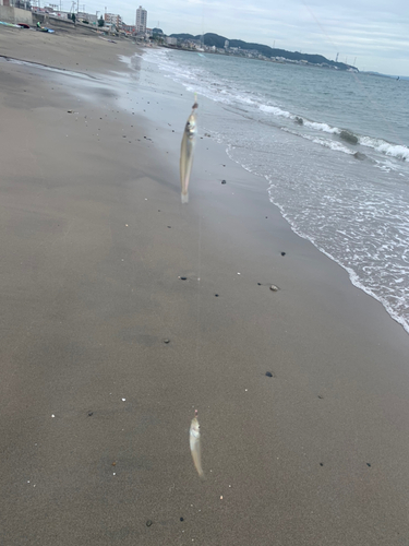 シロギスの釣果